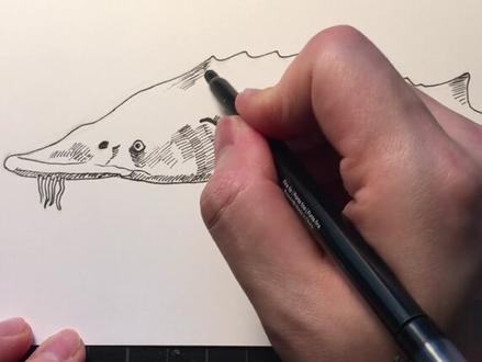 手绘动物百科之中华鲟,中华水中的大熊猫,画一条中华鲟