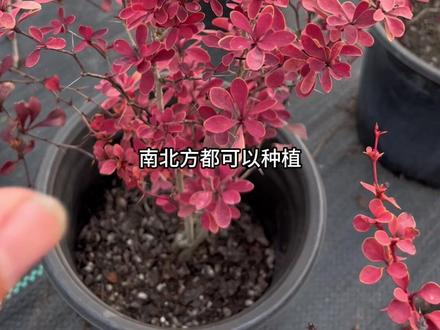金边小叶小檗。耐寒耐热,南北方都可以种植#新农人计划2023 #花卉绿植 #抖音新农人计划2023