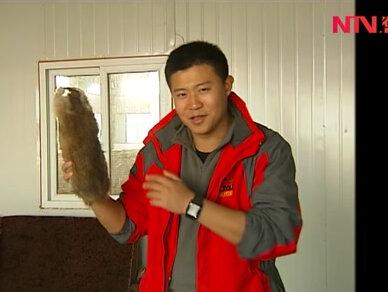 #养殖业住“别墅”的麝香鼠 ③青根貂皮不沾雨雪 收入稳定