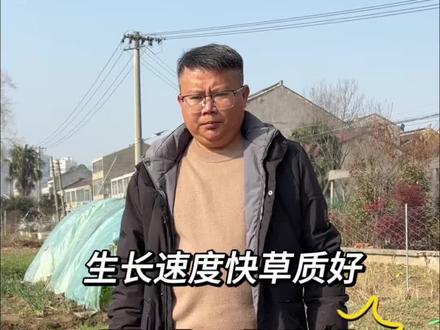 春节前后正是南方种燕麦草时节,北方春季都能播,牛羊养殖青饲草 还可以收割做干草,营养价值高#燕麦草#燕麦种子#牛羊养殖#牧草种植