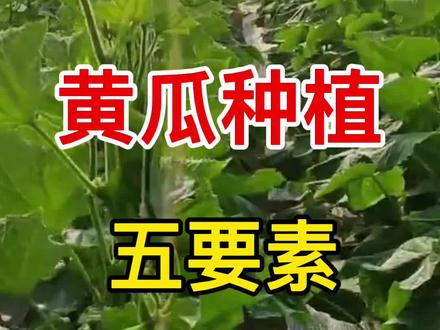 黄瓜种植五要素,花多瓜多产量高!#三农#农业#农业种植#黄瓜种植@抖音小助手