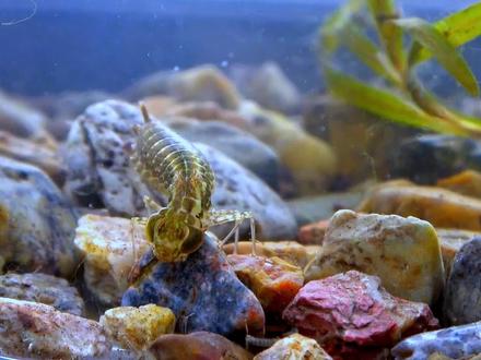 水虿捕食孑孓,一会就抓住了这么多,还吃得嘎嘎香 #动物 #昆虫 #水虿