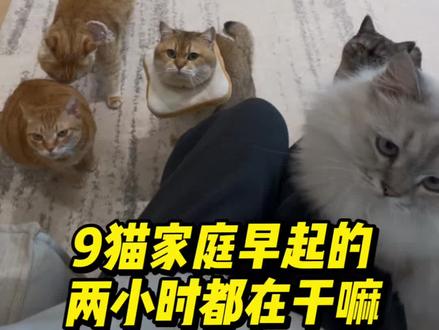 9猫家庭早起的2小时vlog#萌宠vlog #生活vlog日常记录#vlog十亿流量扶持计划#友望v400#友望v400零缠版