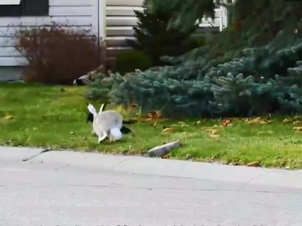 兔宝宝被乌鸦叼住鼻子拎了起来,哀嚎不断!而兔妈妈居然见死不救