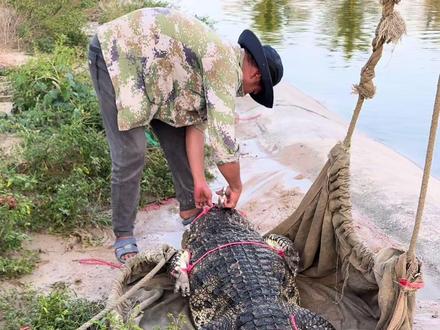 如何把捆绑好的鳄鱼轻松解绑?且看专业人士轻松拿捏 #鳄鱼 #种鳄 #小胖养鳄鱼 #工作日常