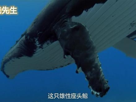 会唱歌的座头鲸#海洋生物 #动物世界 #座头鲸