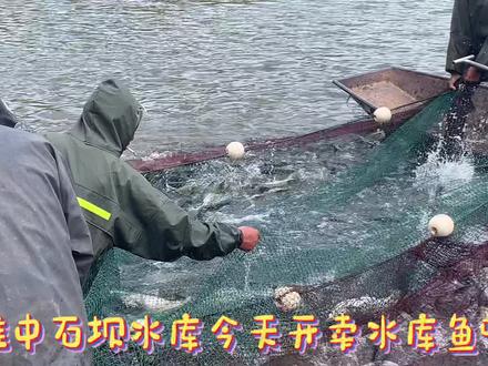 楚雄中石坝水库今天开卖水库鱼