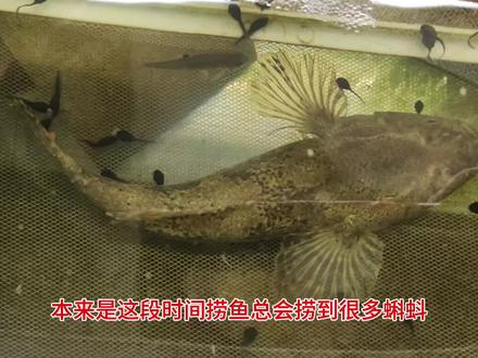居然被我发现一个清理鱼缸的好宝贝#沙塘鳢 #钓鱼 #野钓 #养鱼日记 #蝌蚪