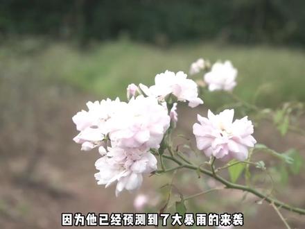大暴雨将至,小伙使出惊天绝技搭建堡垒,八级狂风突袭也稳如磐石 #野外求生 #野外生存技能 #农村日常 #冬笋来了 #抖音合集升级计划