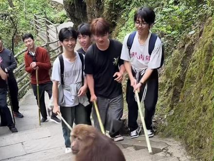 徒步登山不要提口袋 #峨眉山的猴子 #猴子 #峨眉山