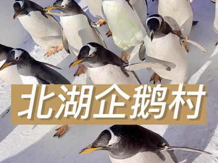 企鹅不样摸嗷~ 12.25开园来北湖企鹅村看可爱小企鹅!#周末去哪玩 #企鹅 #北湖企鹅村 #长春北湖企鹅村 #东北话
