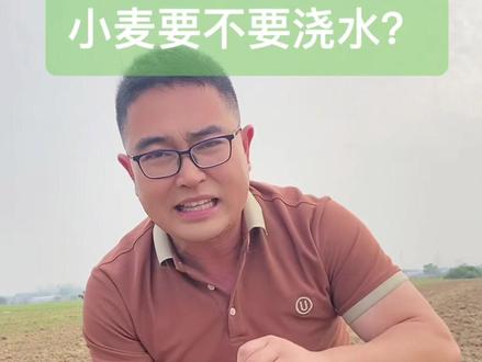 小麦要不要浇水?#新农人计划2023 #分享农业知识帮农民增产增收 #抖音助农 #三农 #张煜植保专家 @DOU+小助手