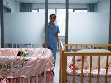 豪门千金猪妞被掉包(完整版)#猪妞#搞笑#可爱#嘉豪#南山校长