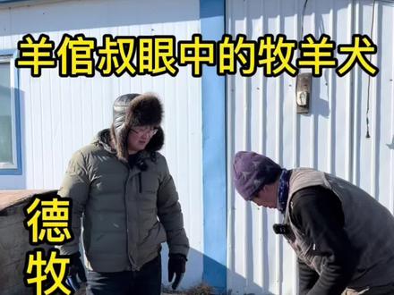 羊倌叔眼中合格的牧羊犬是什么样的?德牧vs边牧#撒欢牧场 #乡村振兴 #新农人计划 #工作犬 #狗