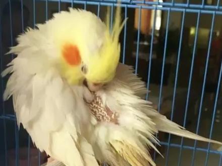 鹦鹉经常啄羽啄毛咬毛是怎么回事?#鹦鹉 #鹦鹉日常 #鹦鹉🦜