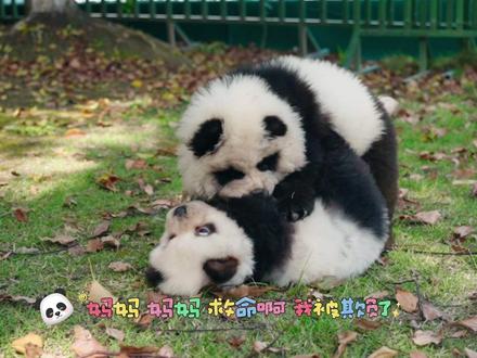 泰州动物园来新宠了,现在向大家征集名字啦!动物园门票等你来拿#泰州动物园#熊猫犬与熊猫太像了 #亲子游玩好去处 #泰州旅游景点推荐 #旅行推荐官