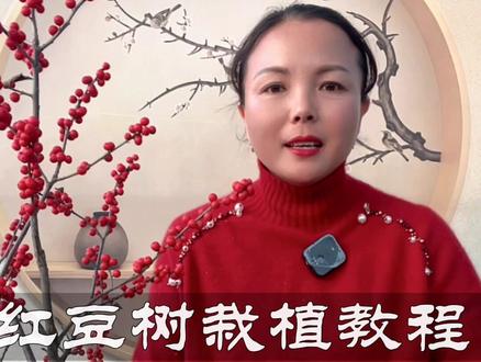 北美冬青盆栽教程来了,新手花友拿走不谢💕#北美冬青 #花卉绿植 #养花小知识 #年宵花