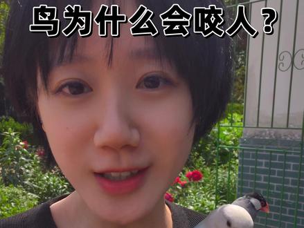 鸟为什么会咬人? #上热门 #迷惑行为大赏 #娱乐评论大赏 #一定要看到最后 #原谅我不厚道的笑了
