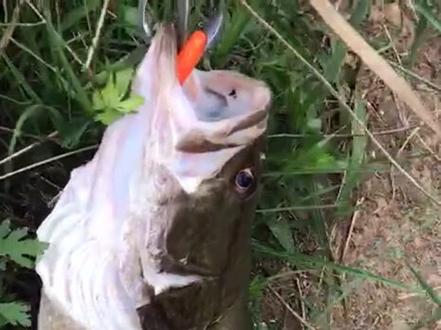 一个传说被钓烂了的水库,收费30一天,全库看不见一个人钓鱼,探钓3小时收获相当给力嘛😄