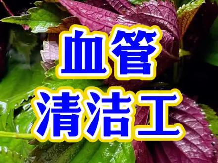 紫苏叶加上它,是血管的清洁工