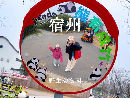原来安徽只有两只大熊猫,都在宿州野生动物园!#宿州野生动物园 #安徽版疯狂动物城 #熊猫计划安徽版 #在安徽实现熊猫自由 #来宿野撸大猫