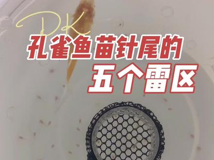 孔雀鱼生小宝宝后,苗子该怎么带。看看你踩了几个雷#热带鱼 #萌宠出道计划 #干货分享 #孔雀鱼宝宝 #精品孔雀鱼
