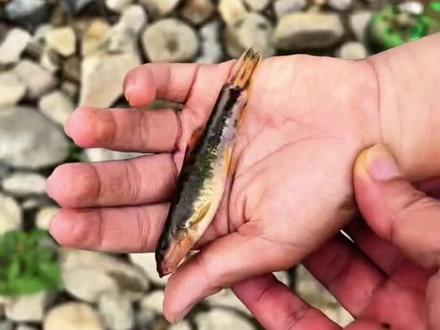 溪流钓发色长鳍鱲,实战狂拉爆护😎 如何在陌生水域快速找到发色长鳍鱲爆护标点,附带标点攻略参考!
鱼获提倡放流,合理获取
户外游玩记得把所有垃圾带走👍
#溪流钓 #原生鱼 #把孩子练成运动搭子 #钓鱼技巧 #钓鱼的乐趣只有钓鱼人懂