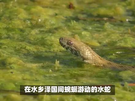 水蛇入药:中医祛湿解毒的天然法宝 传统智慧与现代科学:水蛇的药用与保护#中药 #中药材 #中医 #中医养生 #美食