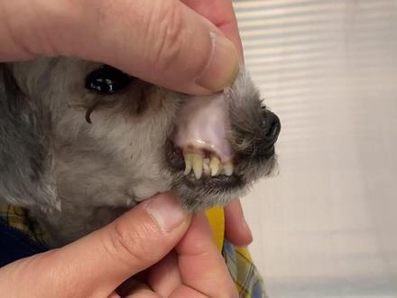 #宠物 #食物中毒 这个是狗绝对不能吃的食物,请大家切记⚠️