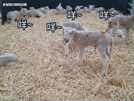 一群咩咩向你奔来~#神奇动物在抖音 #小羊羔