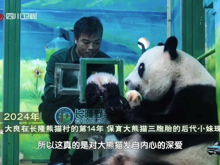 大良奶爸把最宝贵的十六年时光都献给了长隆饲养岗位 如果不是用热爱在支撑,哪会坚持得了那么久#饲养员#熊猫奇遇记2