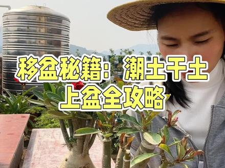 移盆后怎样浇水#沙漠玫瑰 #日常养护 #养花人的日常