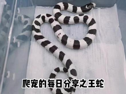 🐍黑白高白王蛇|奶牛斑点甜甜糯糯🐄
💰4xx
#爬宠 #宠物 #宠物蛇 #王蛇 #玉米蛇 #爬宠日常 #家有爬宠 #奇妙的动物