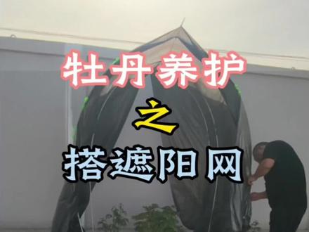 前年买的栽种的六颗牡丹全死光,去年栽了一棵独苗,听网友大神建议,给它搭个网遮阴,遮阳网在路上,先用地膜代替,大家看看可以吗?#真实生活分享计划 #牡丹种植 #牡丹养护方法 #牡丹遮阴 #农家小院