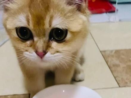 #记录猫咪日常 #萌宠日常记录 #这么可爱的小猫咪 ……小猫咪的鲜虾大餐,连汤带肉吃的嗒哒哒响