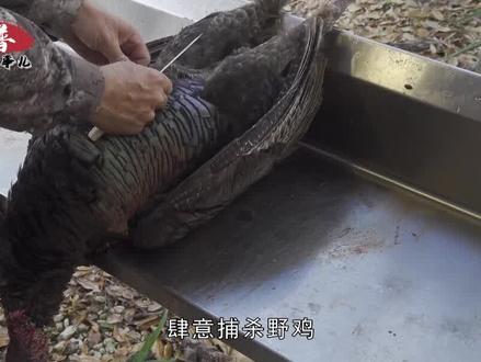 火鸡在美国泛滥成灾,追着汽车满街跑,600万只怎么吃得完