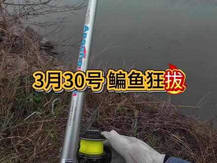 鳊鱼狂口#钓鱼的乐趣只有钓鱼人懂 #是时候展现真正的钓鱼技术了 #真实户外#海竿 #方块饵料