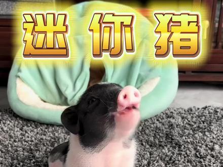 这么可爱的迷你猪,你会想养一只吗? #宠物猪 #宠物 #宠物科普 #萌宠 #萌宠出道计划