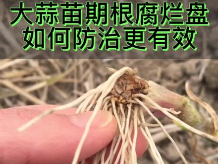 大蒜苗期烂根烂盘如何防治更有效#抖音助农 #三农 #来抖音学农技 #科普 #知识分享 #大蒜#病害#农业种植