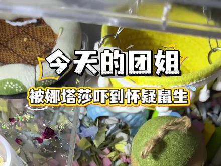 笑鼠了 娜塔莎威力这么大的吗? #养鼠日常分享 #仓鼠 #金丝熊日常 #娜塔莎 #仓鼠日常