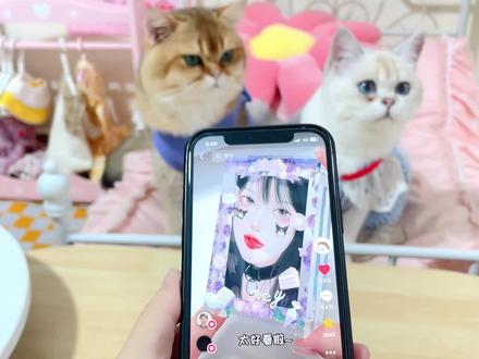 挑战粉丝头像咕卡砖,猫咪蛋饺喜欢哪个呢?#咕卡 #萌宠 #萌猫萌狗狂欢季 #创意 #解压