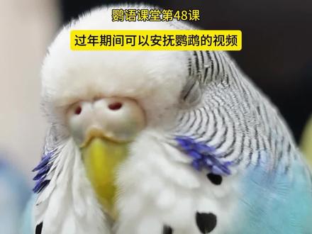 这条视频可以帮你安抚鹦鹉,放松鹦鹉心情,过年回家必备#鹦鹉#虎皮鹦鹉#鹦鹉叫声含义#鹦语十级 @伊利 #马年搭子选伊利