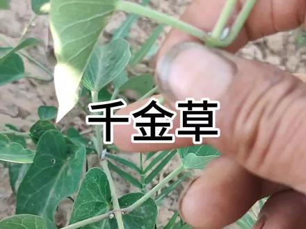 #植物#野生植物科普 #新农人计划2022 #田间植物