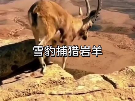 雪豹冒险抓捕岩羊 #看动物世界品百味人生 #野生动物零距离