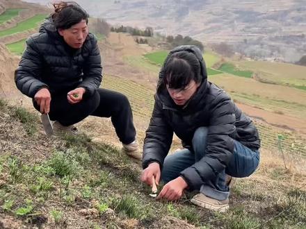 一到春天就想起小时候挖野菜。挎着篓子跟着姐姐往田野里跑 田埂边、坡地上,扒开枯黄的干草找苜蓿芽 蹲在地上半天,收获一篮春天。那时候没有烦恼,风是暖的,阳光是软的,连空气里都是泥土和青草的香。长大后才发现 挖的不是野菜,是回不去的童年。#我的乡村生活 #记录真实生活 #挖野菜 #新农人计划 #小雨-甘肃@抖音小助手