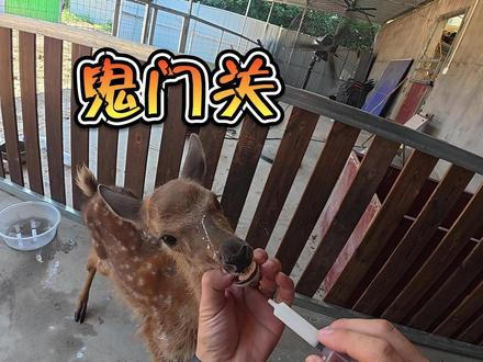小梅花鹿这次真是走了趟鬼门关! #农村生活 #梅花鹿 #动物