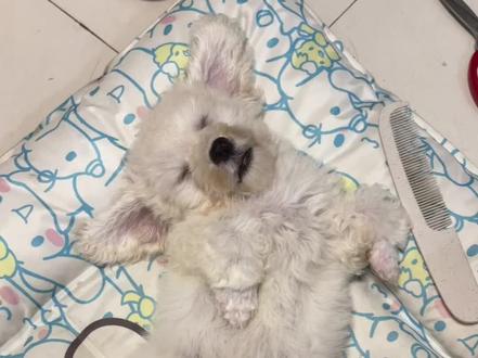 妈妈比恶魔先到了#真实生活分享计划 #我和宠物日常