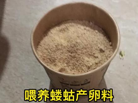 #广西蝼蛄 给土狗子供营养,半个月喂一次