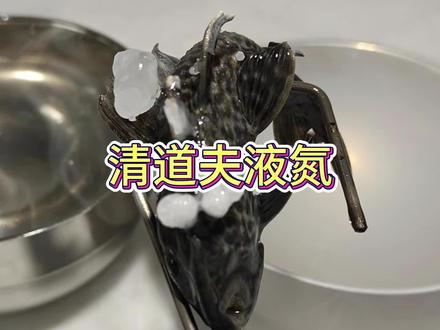 清道夫冰火两重天 #清道夫