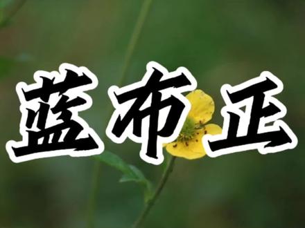 每日一药,蓝布正#中草药 #中药材 #科普 #草本植物 #新农人计划